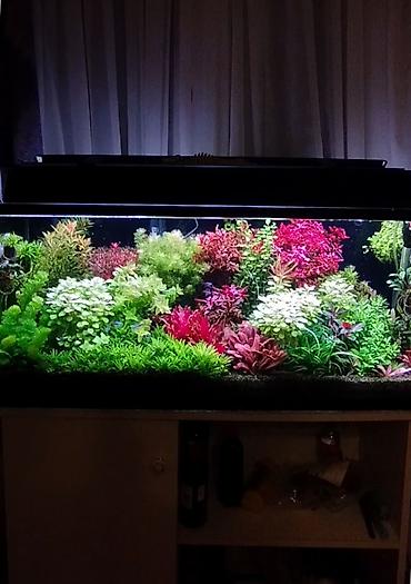 Akvarium bitkiləri satılır qiymət 1 AZN dən başlayır lalafo.az -da Akvarium bitkiləri satılır qiymət 1 AZN dən başlayır