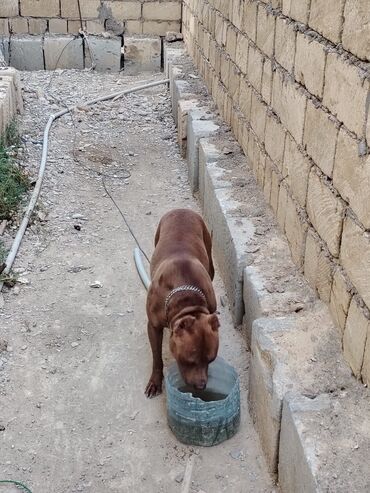 it satişi: Pitbul, 1 il, Erkek, Peyvəndli, Ödənişli çatdırılma