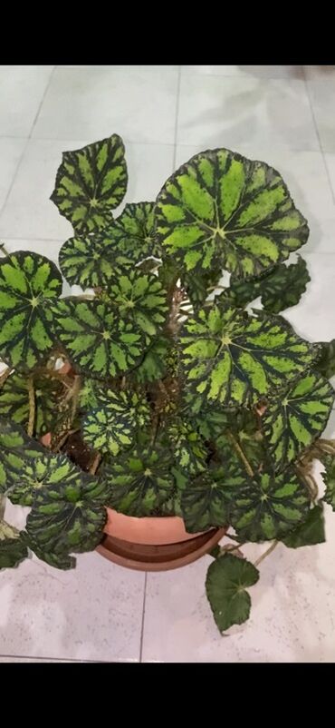 Otaq bitkiləri: Bu begoniya bitkisi iri, yaşıl və qara naxışlı yarpaqları ilə — 2