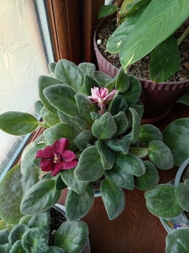 Otaq bitkiləri: Afrika bənövşələri (Saintpaulia) – müxtəlif rəngli və formalı sortlar — 11