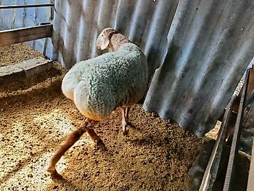 Продам с/х животных: Продаю | Баран (самец) | На забой | Племенные — 8