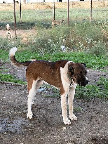 cane corso tap az: Qurdbasar, 2 il, Erkək, Peyvəndli, Rayonlara çatdırılma — 3
