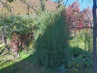 Ağaclar: Məhsul: Bağ və landşaft üçün dekorativ palma və iynəyarpaq — 4