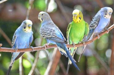 Птицы: Волнистые попугаи оптом!