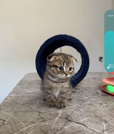 Pişiklər: Britan, Erkək, Dişi, Yaxşı əllərə, Ödənişli çatdırılma — 4