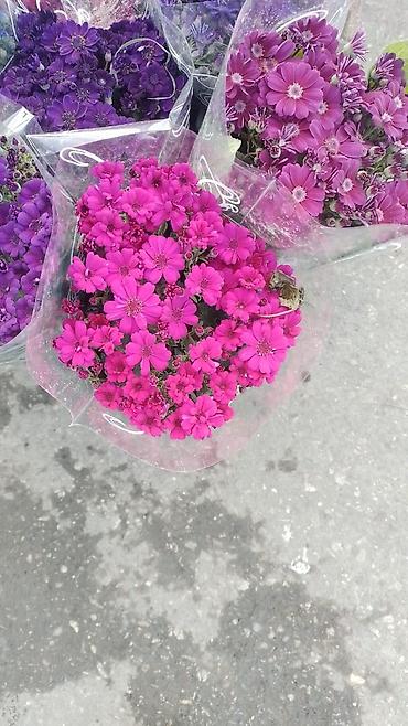 Otaq bitkiləri: 🌹Senaria gülü topdan ve perakende satışı. 💳SAY çox olsa endirim — 3