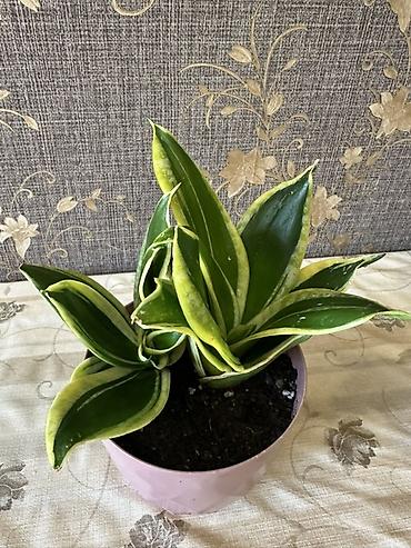 Otaq bitkiləri: Sansevieria “Hahnii” (Qızıl Haşiyəli) – dekorativ otaq bitkisi - Növ — 1