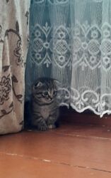 İtlər: Şotland, Erkək, Dişi, Yaxşı əllərə, Ünvandan götürmə