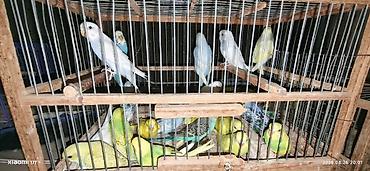 derzi quşu: Valnissi balalar sağlam problemsiz balalardır öz quşlarmin — 2