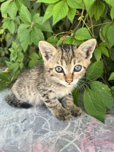 показы 1 354 72 договорная кошка даром британская короткошёрстная 1 год мальчик метис 2 позвонить написать: Отдам котят в добрые руки