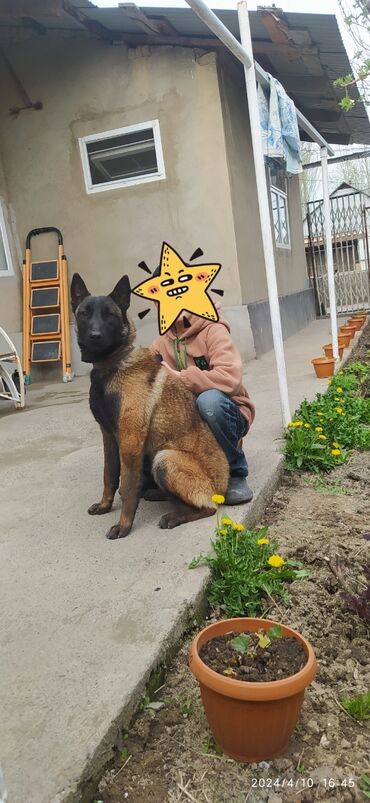 Собаки: Чистокровная бельгийская овчарка, хороший охранник дома 8 месяцов