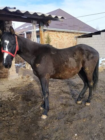 Лошади, кони: Продаю | Жеребенок | Полукровка | Для разведения | Племенные — 6