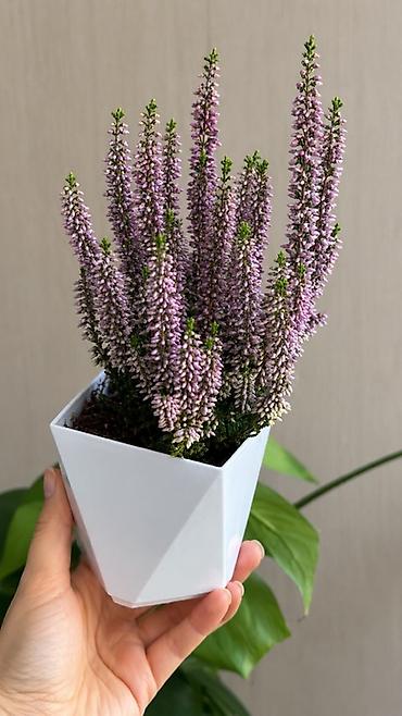 цветок каланхоэ красные цветы: 🌿Вереск (Calluna vulgaris) в декоративном горшке Можно выращивать как — 3
