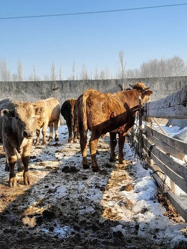 карова сментал: Продаю | Бык (самец) | Полукровка, Ангус, Герефорд | На откорм