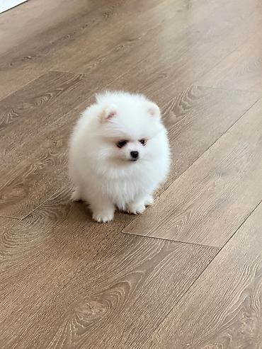 İtlər: Şpitz, 2 ay — 7