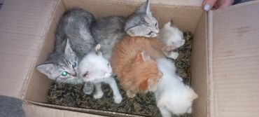 продам домик для кошки: 2 айлык, Эркек