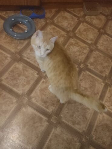 аренда животных: Очаровательный котик рыжик кастрированный 2,5 годабыл найден на