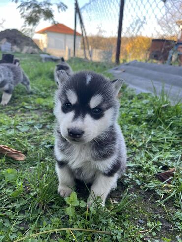 Psi: Sibirsky haski štenci - Leglo prelepih štenaca sibirskog haskija na lalafo.rs — 5 Psi: Sibirsky haski štenci - Leglo prelepih štenaca sibirskog haskija — 5