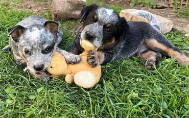 Psi: Na prodaju štenci (MUŽJAK I ŽENKA) Australijskog Govedara, jedne od na lalafo.rs — 1 Psi: Na prodaju štenci (MUŽJAK I ŽENKA) Australijskog Govedara, jedne od — 1
