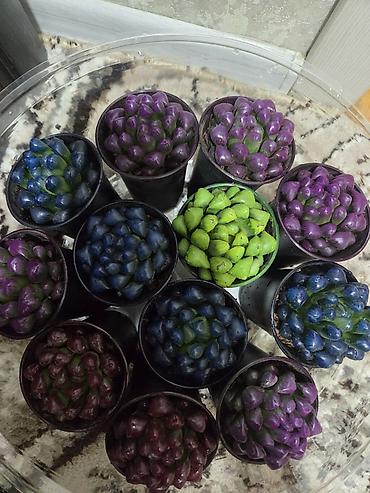 Декабристы: Зигокактус (рождественник, шлюмбергера) штамбовой формы в горшке. - — 26