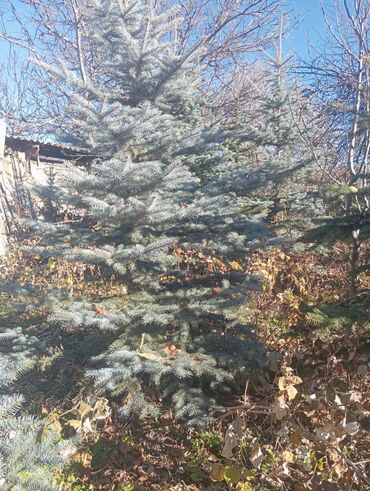 Декоративные деревья: Саженцы деревьев: Ели — 5