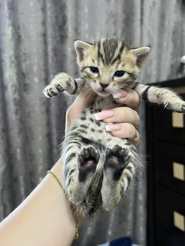 котята бенгальские купить: Бенгальская, 1 месяц, Девочка, Золотая шиншилла, Проглистована