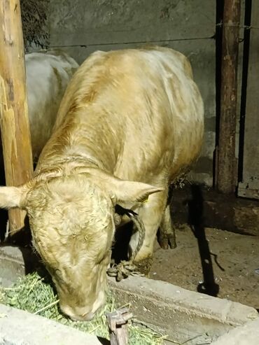 Коровы, быки: Продаю | Бык (самец) | Ангус, Алатауская | На забой | Племенные