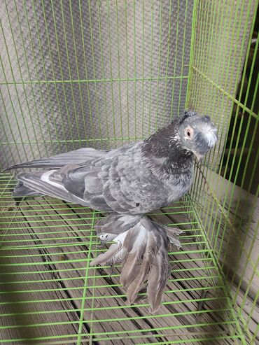 нашли кошку: Несерьезных прошу не беспокоить! птицы много на фото не все цены