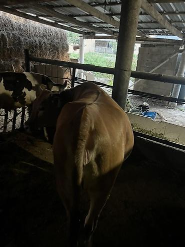 Продаю | Корова (самка) | Для молока — 1
