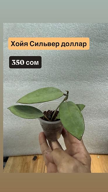 один: Хойя Сильвер доллар от 200 сом Хойя доллар сплеш клон 2 -взрослое — 1