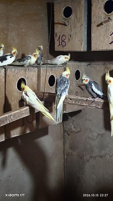 kreditle heyvan satisi: Nimfa (Cockatiel) tutuquşuları – müxtəlif rəng mutasiyaları ilə - — 5