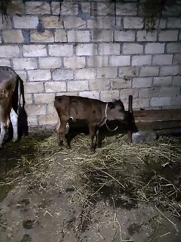 mal bazarı: Satılır: inək və buzov bir yerdə - Cins: yerli qarışıqlıq (qəhvəyi-ağ — 3