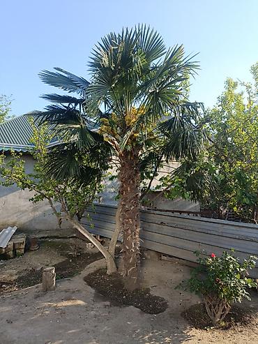 b kompleks ampul: Salam Tərtərdə Palma ağacı satılır qiyməti 950 manat razılaşma — 1