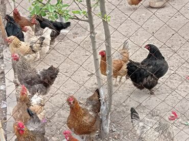 цена курицы живой: Продаю | Куры | Домашняя