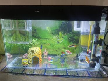 купить малька карпа: Продаю аквариум с крышкой на 25 л комплекте: украшенияфильтр