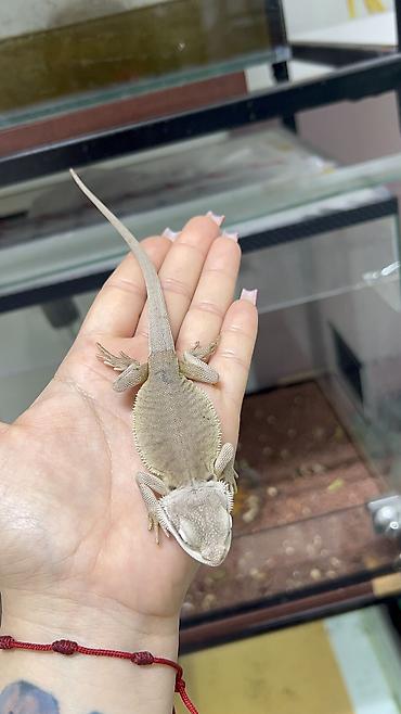 keci heyvan: Bearded dragon ( aqama ) ve gecko ( eublefar ) kertenkele balalari — 4