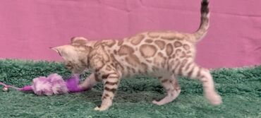 Продажа кошек: Бенгальская, 1 месяц, Девочка, Белый, Кастрирована, Приучена к лотку, Проглистована — 7