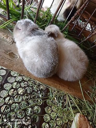 дамбо крысы: Карликовые декоративные кролики (помёт разных окрасов) - Порода — 2