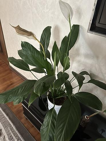 покрывалы: Спатифиллум (Spathiphyllum) в горшке - Крупное комнатное растение с — 1