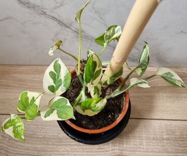 Филодендроны: Сциндапсусы,сансевиерии ва,алоказия,бегония макулата монстера — 5