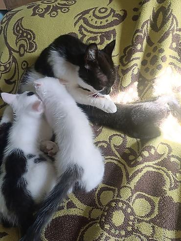 для котиков: Кошка даром: Беспородная, 2 месяца, Мальчик — 2