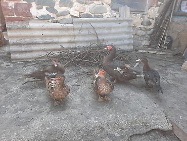 Digər quşlar: Salam 3 diçi bir ekek təmiz sort ördəklərdi — 5