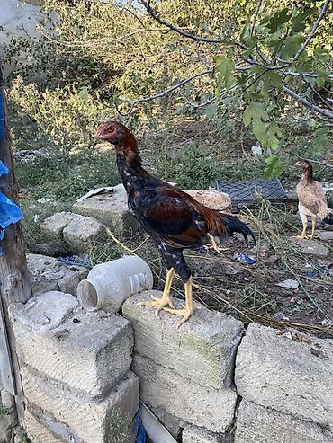 dosan sekili: Xaricdən gəlmə heyvanın balasıdı Orjinal O shamo beçə 4 aylıq — 10