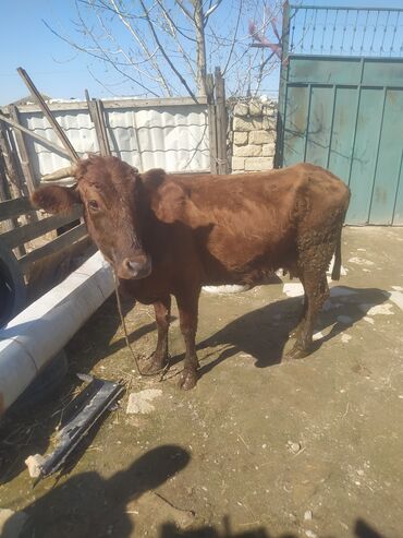 etlik inek cinsleri: Dişi, il: 10, Ətlik, Pulsuz çatdırılma