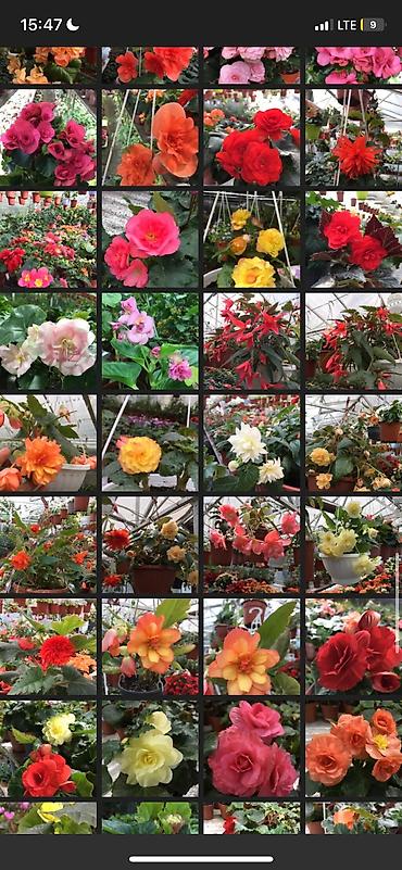 Другие виды семян и саженцев: Бегония, есть разные сорта — 6