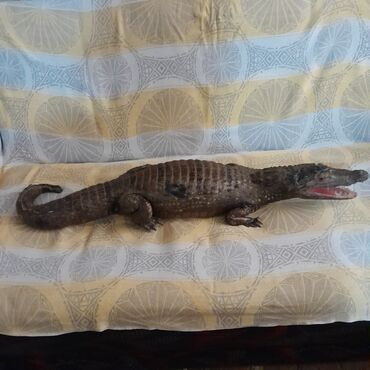 1 комнатные квартиры снять в Азербайджан | PS2 & PS1 (Sony PlayStation 2 & 1): Натуральное чучело крокодила, привозное покупали дорого,,болше 1 метра