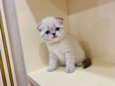 Pişiklər: Şotland, Erkək, Dişi, Yaxşı əllərə, Ünvandan götürmə, Pulsuz çatdırılma, Ödənişli çatdırılma — 4