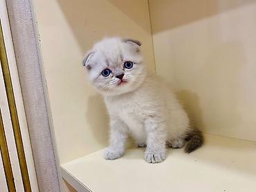 Pişiklər: Şotland yastı qulaq — 11