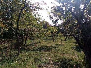 Şitillər: İsmayıllı rayonu diyalli kendinde torpaq sahəsi satilir 10 sot satilir — 12
