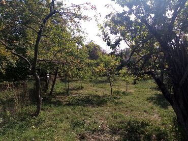 Torpaq sahələrinin satışı: Kənd təsərrüfatı — 12